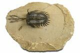 Spiny Trident Walliserops Trilobite - Foum Zguid, Morocco #344457-2